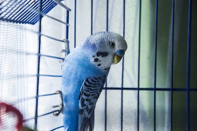 Hoe transformeer je een vogelkooi in een hemels paradijs voor je gevederde vriend