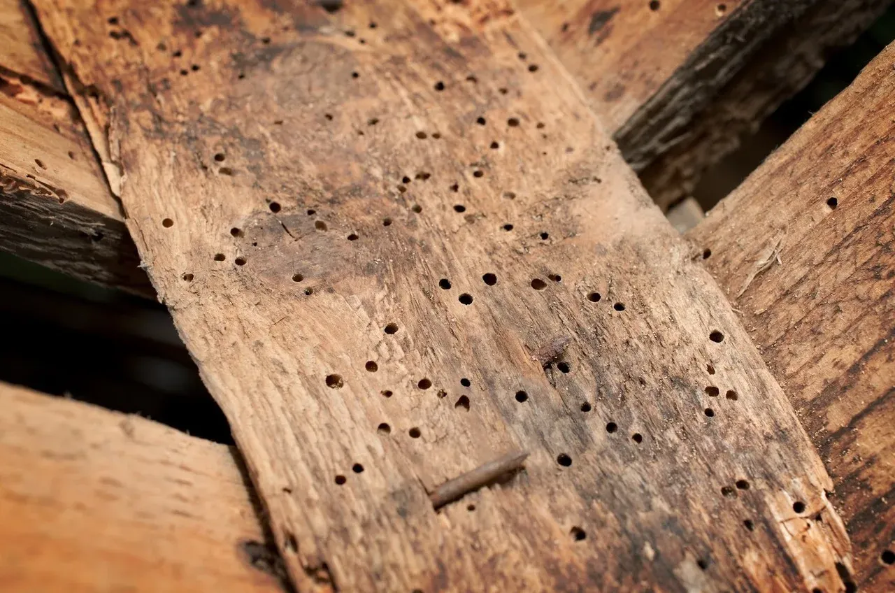 Houten balken in een Leids huis: wanneer vragen gaatjes om aandacht?