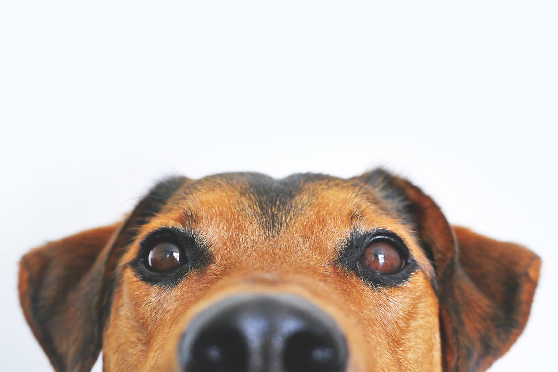 Wat is de duurste hond ter wereld en waarom betaal je zoveel?