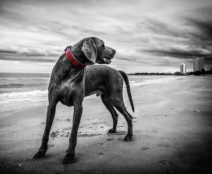 Luxe accessoires voor je hond van leren halsbanden tot designmanden